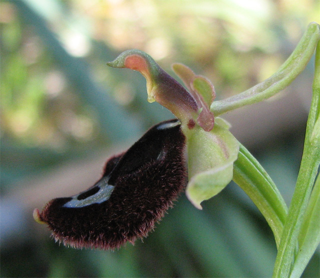 ophrys bertoloniiformis?